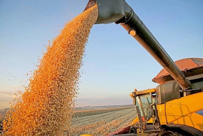 PIB do agronegócio cresce quase 11%